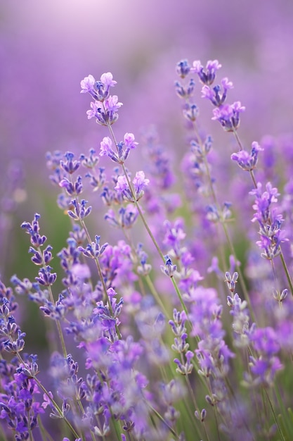 ラベンダーの花の自然。