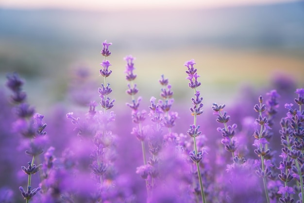 Lavender flowers portrait