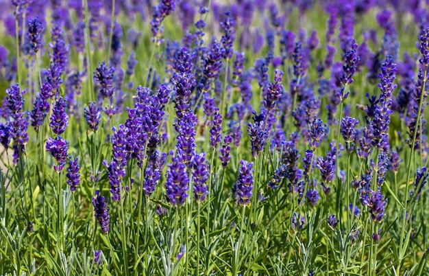 lavender flowers in pots for sale in outdoor market,shop,store.aromatherapy concept,essential oil