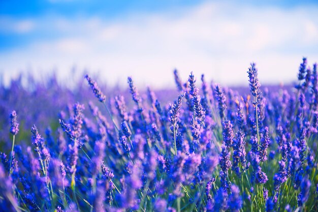 フランス、プロヴァンスのラベンダーの花。マクロ画像、被写界深度が浅い。美しい自然の背景