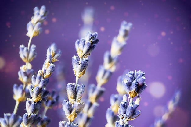 紫色の背景の上のラベンダーの花ラベンダーの花の壁紙