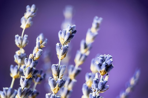 Lavender flowers over purple background