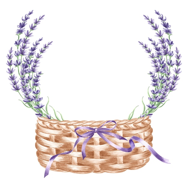 Lavender flowers purple in wicker basket with bow and ribbons watercolor floral illustration