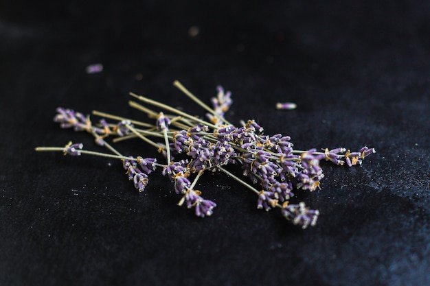 lavender flowers and seeds of fragrant flower