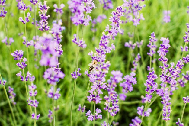 Lavender flowers in the soft morning light. Lavender background, wallpaper