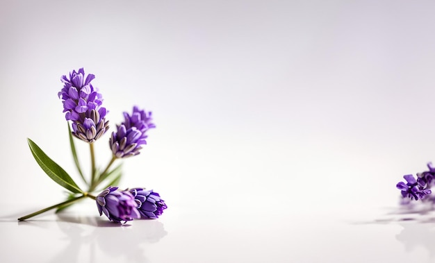 白い背景にラベンダーの花 花の背景