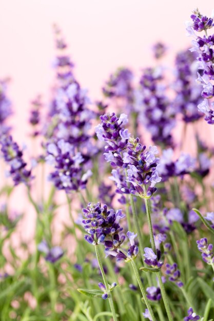 白い背景の上のラベンダーの花。