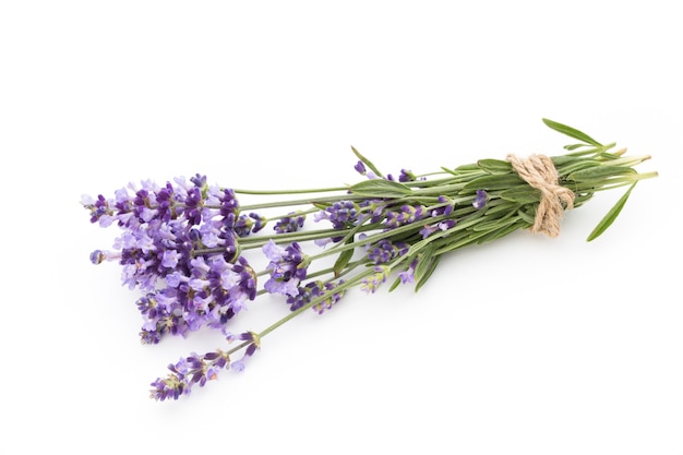 Lavender flowers on a white background