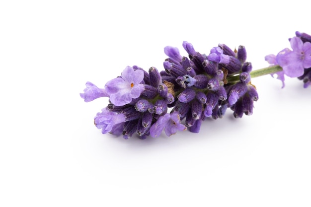 Lavender flowers on a white background