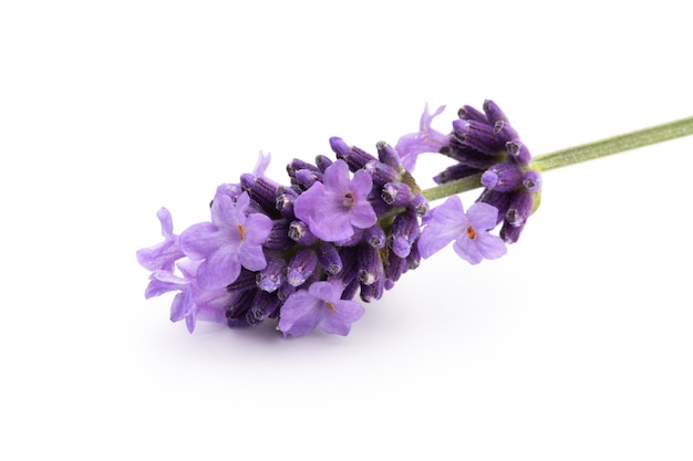 Lavender flowers on a white background