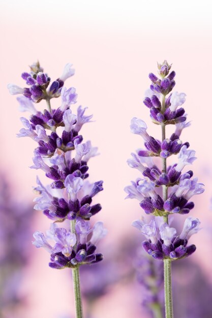 Lavender flowers on a white background.