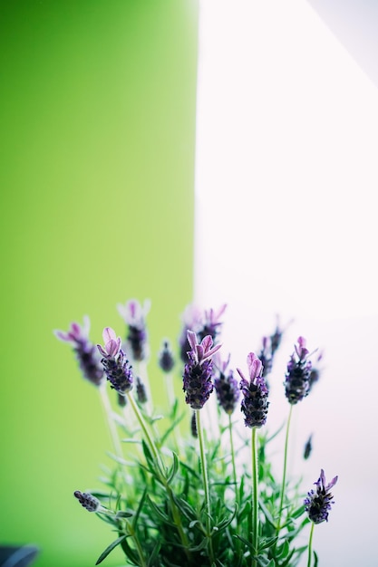 흰색과 녹색 배경에 라벤더 꽃