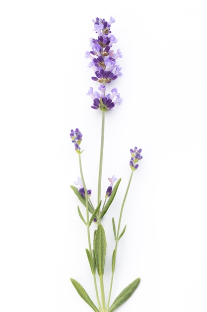 Lavender flowers on a white surface.