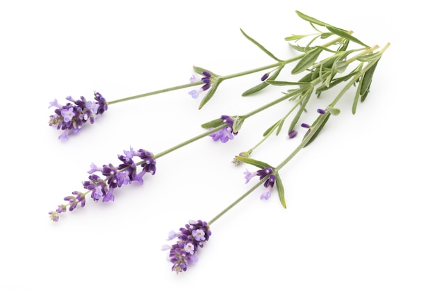 Lavender flowers on a white surface.