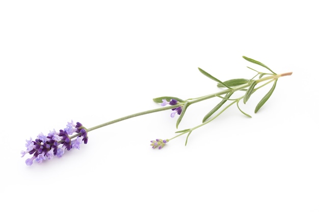 Photo lavender flowers on a white surface.