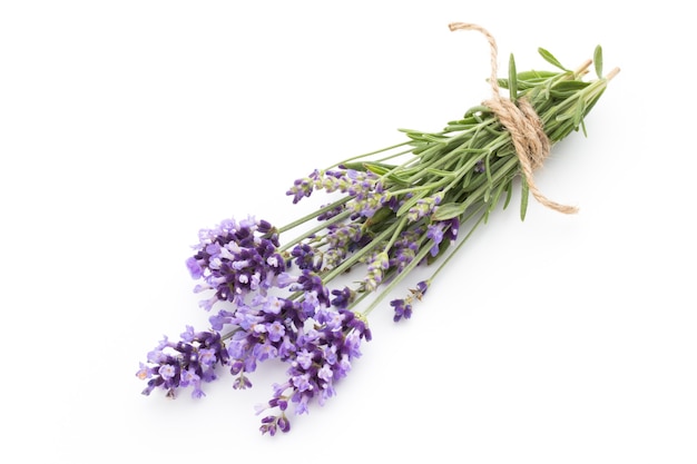 Lavender flowers on a white.