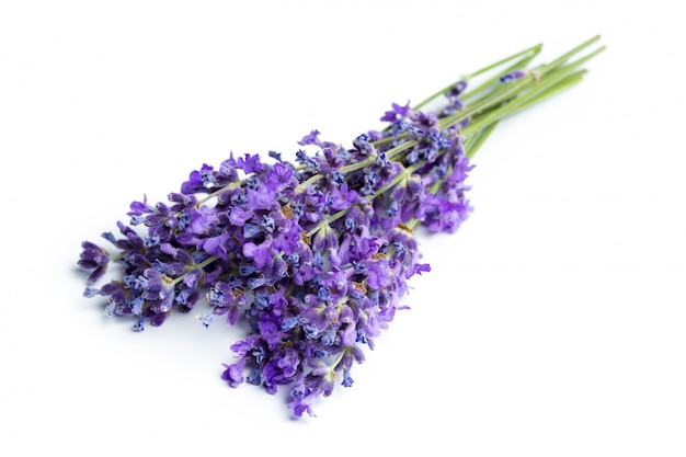 Lavender flowers on white 