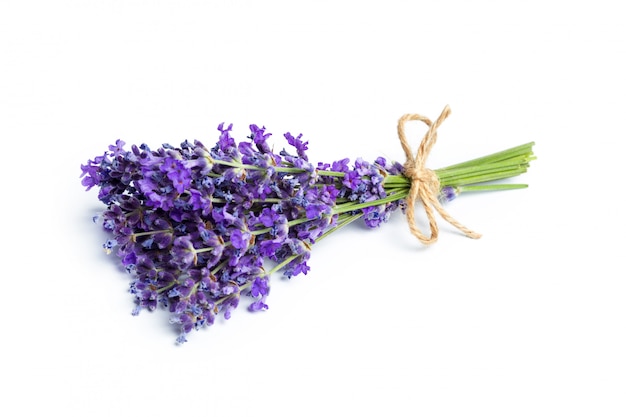 Lavender flowers on white 