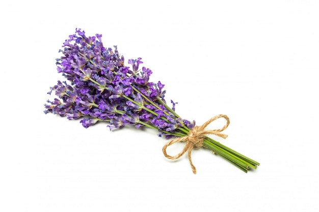 Lavender flowers on white