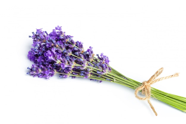 Lavender flowers on white