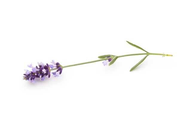 Fiori di lavanda.