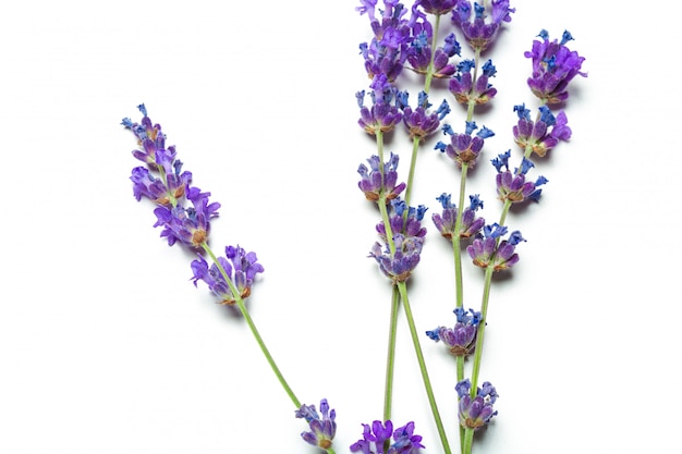 Lavender flowers