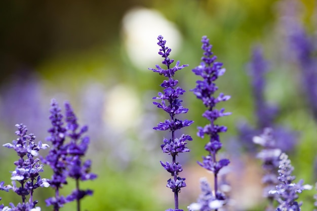 Lavender flowers