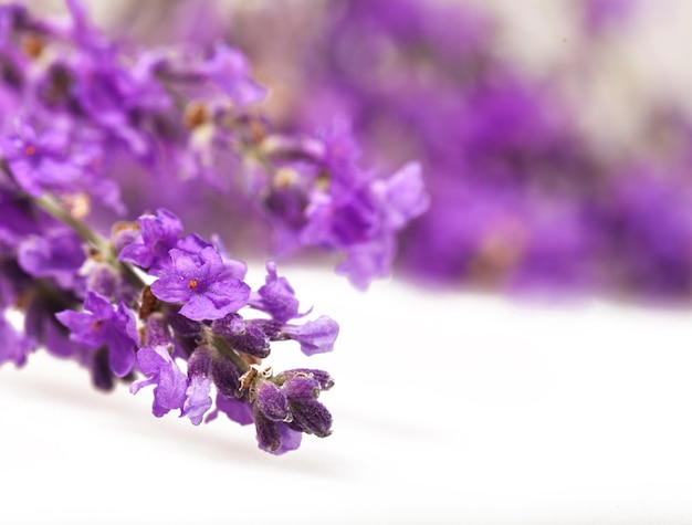 Lavender flowers