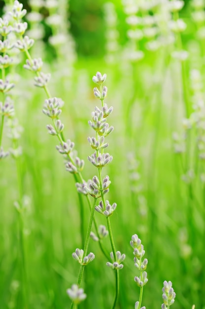 Lavender flowers