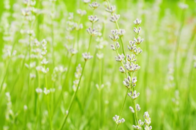 Lavender flowers