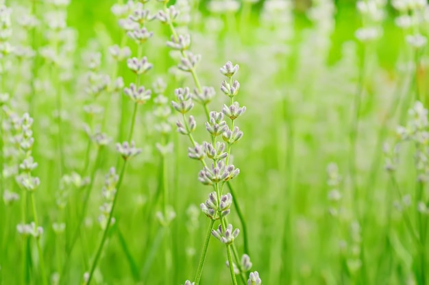 Lavender flowers