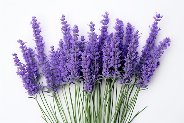 Photo lavender in full bloom against white