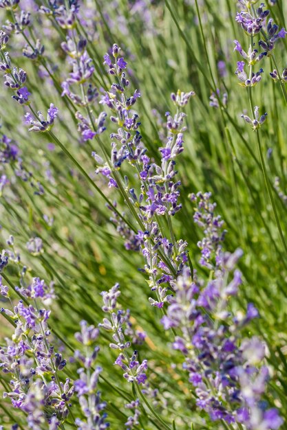 Lavanda in piena fioritura nella fattoria di lavanda.