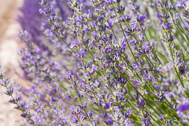 Lavender in full bloom on lavender farm.