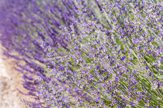 Lavender in full bloom on lavender farm.