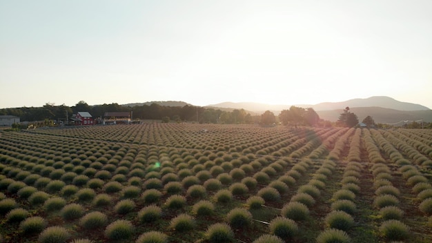 Foto giardino di lavanda e fattoria al tramonto