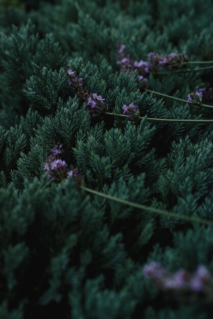 ラベンダーは、水滴のあるジュニパーブッシュ針葉樹の家の植物の隣で育ちます