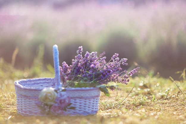 Foto raccolto di lavanda in meraviglioso cesto