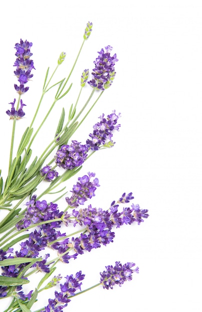 Fiori di lavanda alle erbe sul bordo bianco