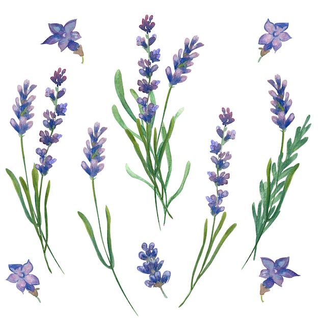 Lavender illustration with watercolors and crayons