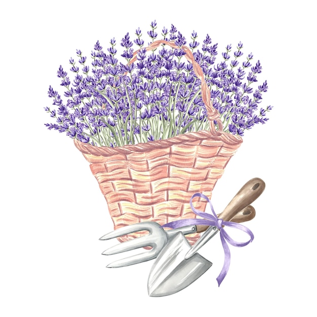 사진 정원 도구와 함께 바구니에 라벤더 꽃 꽃줄기 빈티지 wicker 가방 trowel 및 rake 손
