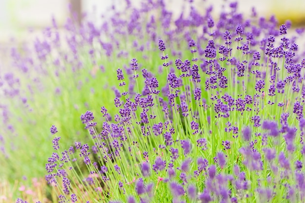 Foto la lavanda è una fila di giardino giapponese.