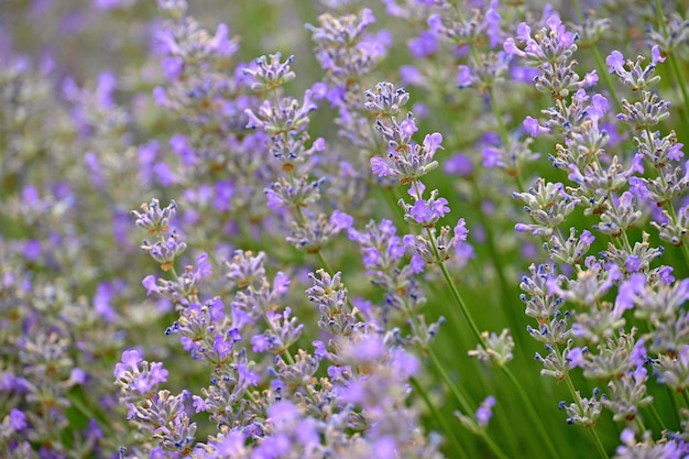 라벤더 Lavandula 아름다운 피는 보라색 꽃 약용 식물 자연 화려한 배경