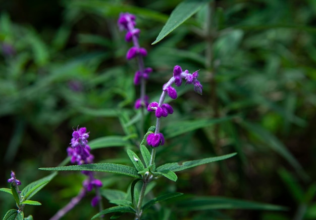 Lavender or Lavandula