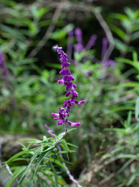 Lavender or Lavandula