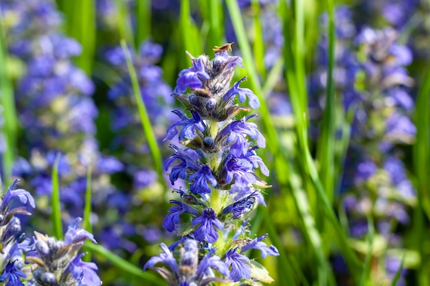 Lavanda, fiori di lavanda in giardino