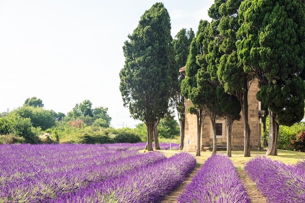 Photo lavender lines in italy tuscany coutryside scenery landscape at sunset with sky and clouds