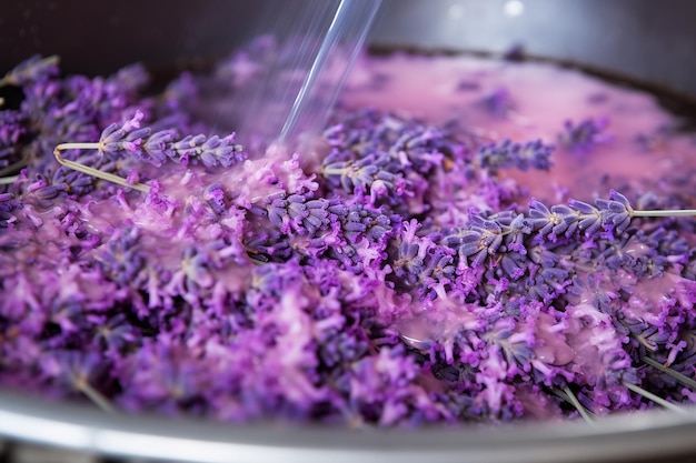 Foto processo di distillazione dell'olio di lavanda