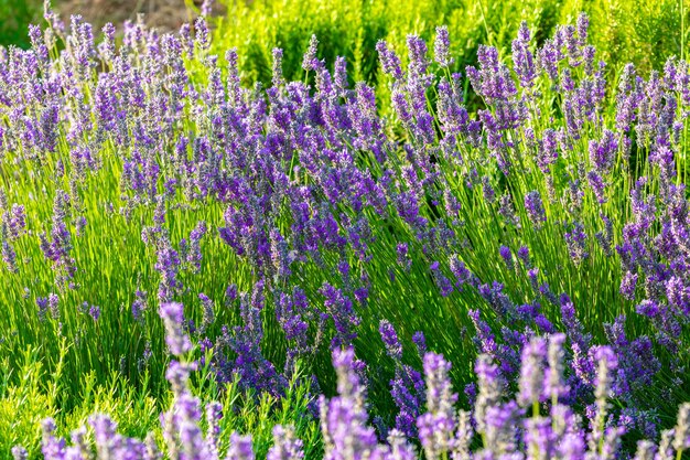 晴れた春の日に色とりどりの開いた花でいっぱいのラベンダー植物