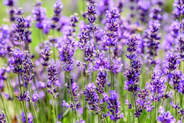 写真 夏の畑で成長しているラベンダーの植物